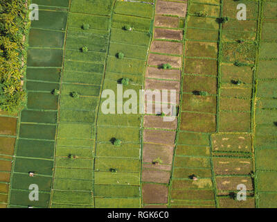 Indonesia, Bali, Candidasa, vista aerea di campi di riso Foto Stock