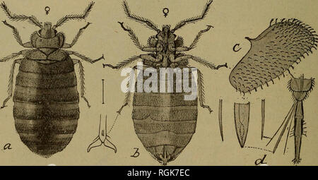 . Bollettino - Museo Statale di New York. La scienza. 34 Museo Statale di NEW YORK dooryard filth. Una mosca può depositare come molti come 120 uova, e sotto le condizioni favorevoli ma dieci giorni sono necessari per completare il ciclo di vita. Trattamento: escludere con schermi. Come razze di letame e di immondizia, mantenendo questo materiale pulito o inaccessibile a mosche ridurrà i loro numeri. 69 Bed bug (Acanthia lectularia). Una spianatura, rossastro, wingless insetto su ^ pollice lungo la frequentazione di case, specialmente per coloro che offrano numerose crepe dove è possibile trovare shel- ter e dove prevale la uncleanliness. Questo disgustoso intru Foto Stock