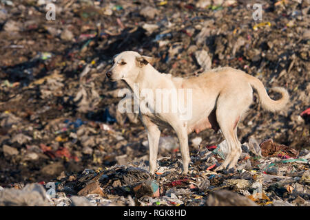 Stray dog tra cumuli di rifiuti in discarica a Rishikesh, Uttarakhand, India Foto Stock