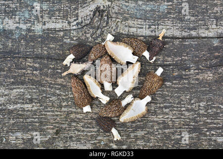 Appena raccolto primavera nera o Morel Morchella Conica funghi sulla vecchia tabella di quercia, tagliate a metà e preparate per l'asciugatura, vista dall'alto con spazio di copia Foto Stock