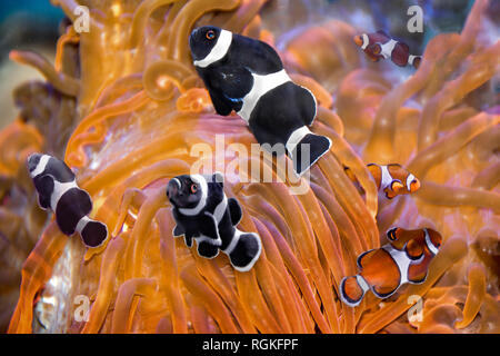 Clownfish anemoni e vivere insieme sulla barriera corallina in un rapporto di symbionic. Il clownfish trovare sicurezza e cibo, non dolorose punture, tra i anemon Foto Stock