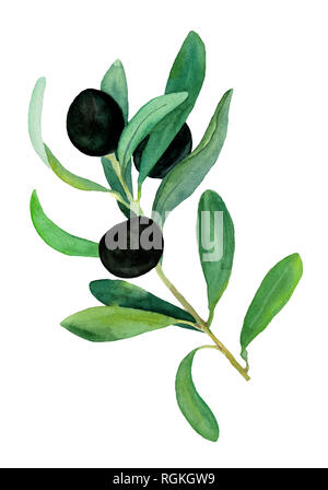 Acquerello olive branch con Olive tree, modello raster su sfondo bianco. Disegnato a mano illustrazione ad acquerello. Foto Stock