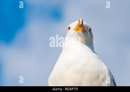 Close-up verticale del gabbiano bianco. Il Larus argentatus o europea aringa gabbiano, Seagull è un gabbiano di grandi dimensioni fino a un massimo di 65 cm. Uno dei più noti Foto Stock