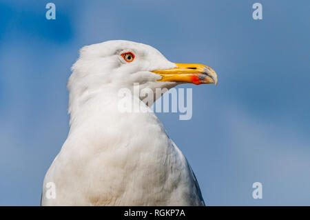 Close-up verticale del gabbiano bianco. Il Larus argentatus o europea aringa gabbiano, Seagull è un gabbiano di grandi dimensioni fino a un massimo di 65 cm. Uno dei più noti Foto Stock