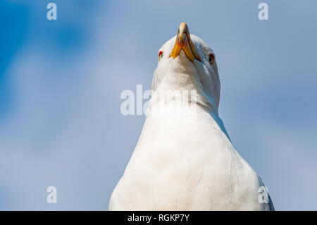 Close-up verticale del gabbiano bianco. Il Larus argentatus o europea aringa gabbiano, Seagull è un gabbiano di grandi dimensioni fino a un massimo di 65 cm. Uno dei più noti Foto Stock