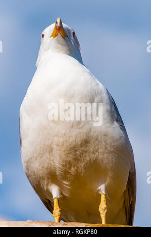 Close-up verticale del gabbiano bianco. Il Larus argentatus o europea aringa gabbiano, Seagull è un gabbiano di grandi dimensioni fino a un massimo di 65 cm. Uno dei più noti Foto Stock