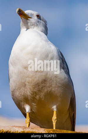 Close-up verticale del gabbiano bianco. Il Larus argentatus o europea aringa gabbiano, Seagull è un gabbiano di grandi dimensioni fino a un massimo di 65 cm. Uno dei più noti Foto Stock