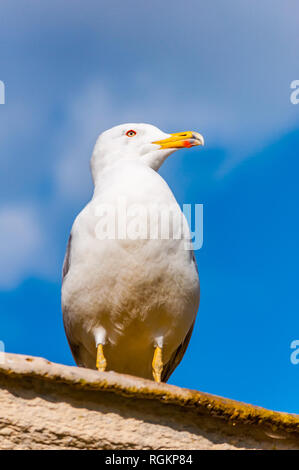 Close-up verticale del gabbiano bianco. Il Larus argentatus o europea aringa gabbiano, Seagull è un gabbiano di grandi dimensioni fino a un massimo di 65 cm. Uno dei più noti Foto Stock