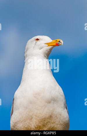 Close-up verticale del gabbiano bianco. Il Larus argentatus o europea aringa gabbiano, Seagull è un gabbiano di grandi dimensioni fino a un massimo di 65 cm. Uno dei più noti Foto Stock