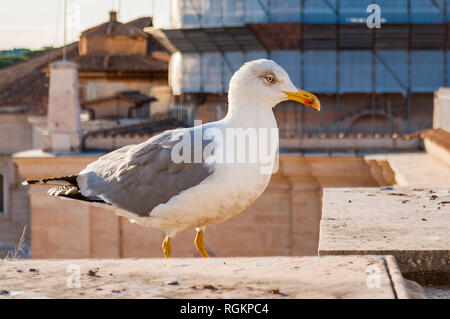 Close-up verticale del gabbiano bianco. Il Larus argentatus o europea aringa gabbiano, Seagull è un gabbiano di grandi dimensioni fino a un massimo di 65 cm. Uno dei più noti Foto Stock