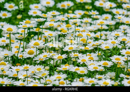 Blooming petalo bianco camomilla o fiori di camomilla, daisy-come fiore durante il periodo primaverile stagione Foto Stock