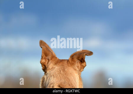Retro della testa appuntita e un floppy orecchio di un marrone chiaro mix pastore cane nella parte anteriore del cielo blu Foto Stock