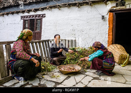 Donne locali sono di smistamento di ortaggi raccolti nella parte anteriore di una casa Foto Stock