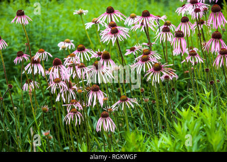 Gruppo Echinacea pallida pale Purple Coneflower in un prato verde, giardino Foto Stock