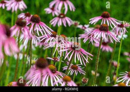 Echinacea pallida gruppo Foto Stock