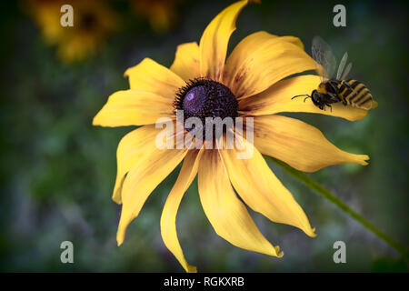 Nel giardino contro le foglie verdi di blumi bel giallo rudbecia, su cui siede un ape. Foto Stock