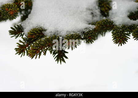 Close up di dettaglio congelate di pino/conifera cresce e coperto di neve, cielo molto nuvoloso in background creando un perfetto spazio bianco per atto di citazione Foto Stock