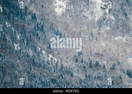 In nevoso inverno freddo, coperto di neve alberi che crescono sulla ripida montagna, accanto a quelli morti in mattinata il congelamento del vapore. Lungi shot, contrastato e textu Foto Stock