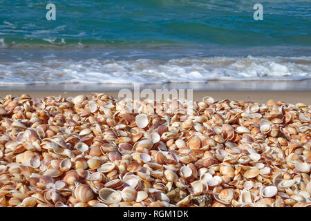 Un mucchio di conchiglie di close-up sulla riva del mare con onde schiumoso Foto Stock