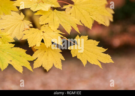 Dettaglio delle colorate lascia sul giapponese alberi di acero in autunno. Foto Stock