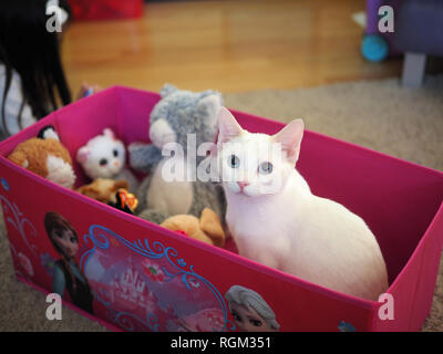 Mitzie il bambino punto di fiamma Siamese seduto in congelati toy box con animali imbalsamati Foto Stock