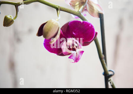 Phalaenopsis Moth Orchid close up su sfondo grigio in luce naturale, orchidea rosa con boccioli sul punto di scoppiare aperto e fiore con gambo verde Foto Stock