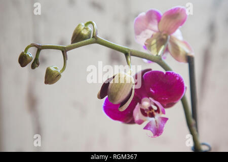 Phalaenopsis Moth Orchid close up su sfondo grigio in luce naturale, orchidea rosa con boccioli sul punto di scoppiare aperto e fiore con gambo verde Foto Stock