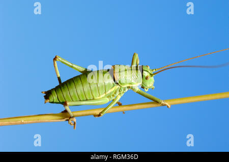 Sella-backed Bush Cricket, Ephippiger ephippiger, passeggiate lungo la levetta Foto Stock