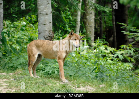 Femmina di Lupo grigio, aka Lupo grigio o legname Lupo (Canis lupus) sul bordo della foresta nel parco nazionale del Mercantour Alpes-Maritimes Francia Foto Stock