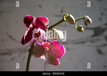 Phalaenopsis Moth Orchid close up su sfondo grigio in luce naturale, orchidea rosa con boccioli sul punto di scoppiare aperto e fiore con gambo verde Foto Stock