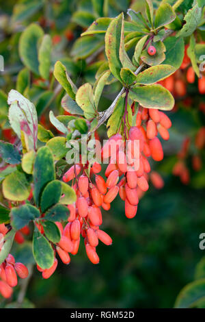 Europea di Crespino - Berberis vulgaris raro siepe Scrub Foto Stock