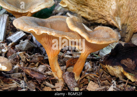 Falso - Chanterelle Hygrophoropsis aurantiaca due funghi freschi tra i vecchi tappi Foto Stock