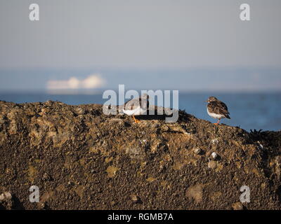 Sheerness, Kent, Regno Unito. Il 30 gennaio, 2019. Regno Unito: Meteo in un luminoso ma terribilmente freddo giorno di Sheerness, Kent con il blu del cielo. Turnstones su un frangiflutti. Credito: James Bell/Alamy Live News Foto Stock