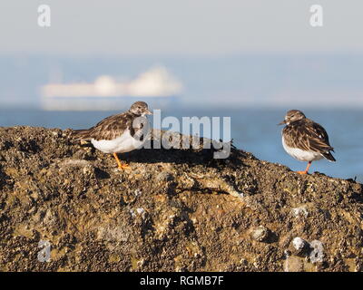 Sheerness, Kent, Regno Unito. Il 30 gennaio, 2019. Regno Unito: Meteo in un luminoso ma terribilmente freddo giorno di Sheerness, Kent con il blu del cielo. Turnstones su un frangiflutti. Credito: James Bell/Alamy Live News Foto Stock