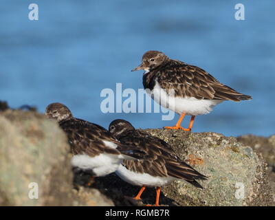 Sheerness, Kent, Regno Unito. Il 30 gennaio, 2019. Regno Unito: Meteo in un luminoso ma terribilmente freddo giorno di Sheerness, Kent con il blu del cielo. Turnstones su un frangiflutti. Credito: James Bell/Alamy Live News Foto Stock