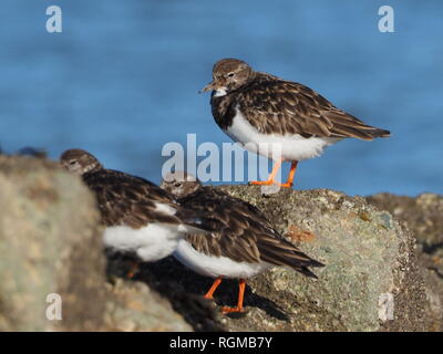 Sheerness, Kent, Regno Unito. Il 30 gennaio, 2019. Regno Unito: Meteo in un luminoso ma terribilmente freddo giorno di Sheerness, Kent con il blu del cielo. Turnstones su un frangiflutti. Credito: James Bell/Alamy Live News Foto Stock
