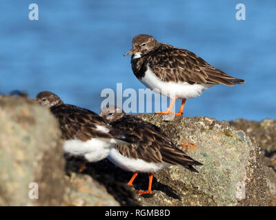 Sheerness, Kent, Regno Unito. Il 30 gennaio, 2019. Regno Unito: Meteo in un luminoso ma terribilmente freddo giorno di Sheerness, Kent con il blu del cielo. Turnstones su un frangiflutti. Credito: James Bell/Alamy Live News Foto Stock