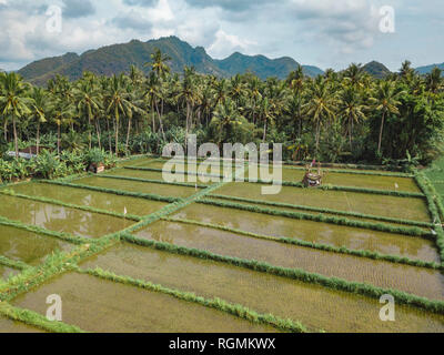 Indonesia, Bali, Candidasa, vista aerea di campi di riso Foto Stock