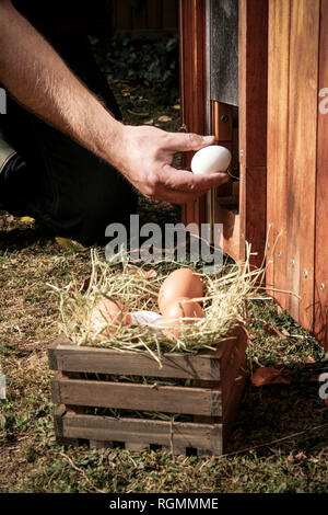 Mano che regge un uovo di gallina Foto Stock