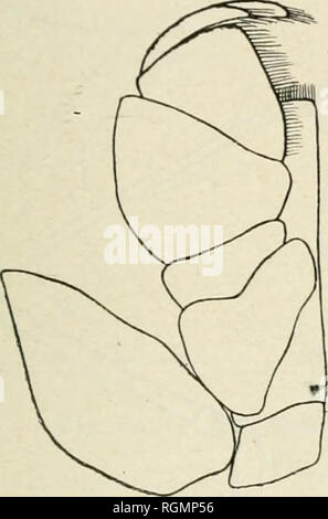 . Bulletin du Musum national d'histoire Naturelle. Storia naturale. Â 571 â Boni antÃ©rieur dolalÃ¨le profondÃ©ment excavÃ© de chaque cÃ'tÃ© des processus frontaux pour loger les antennes. Processus fiontaux ampia de i milii- raÃ¨lre 5 entre les antennes et s'Ã©tendant Ã &gt;&GT;. milliniÃ¨lres au delÃ du point d'scavo du boid antÃ©rieur de la tÃ¨te. Le bord antÃ©rieur du processus frontale di est lÃ©go-renient excavÃ©. Yeux assenti. L'articolo basilaire du pí©don- cule de la premiÃ¨re antenne est grand et massiccio; les deux articoli suivants sont petits, le seconda s'insÃ¨re sur le Cà'tÃ© dorsa Foto Stock