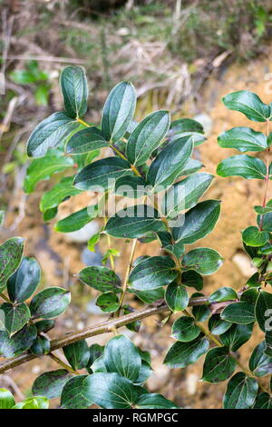 Tutu. Coriaria arborea è altamente velenoso e comune arbusto nativo della Nuova Zelanda. Foto Stock