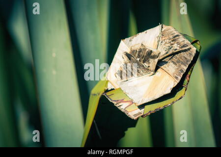 Chiudere l immagine di una nuova zelanda foglia di lino tessute in un fiore Foto Stock