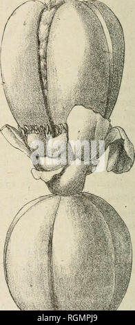 . Bulletin du Musum national d'histoire Naturelle. Storia naturale. L*"ì uils tn saldÃ®o du Bomhax bwmopoiense V. Beauv. var. VuHlolii Pellogrin. porteur Comme une variÃ©tÃ© nouvelle Ã IVuils cai'aclÃ©iisliques. Nous nous laisons onu Plaisir de In dÃ©dier au perspicace collecteur M. Vnillot, et pro- posons donc de la nommer : Uoinhux buonoiiotcnsc P. Beauv. vai'. Ho iiillclii l'ellefjrin.. Si prega di notare che queste immagini vengono estratte dalla pagina sottoposta a scansione di immagini che possono essere state migliorate digitalmente per la leggibilità - Colorazione e aspetto di queste illustrazioni potrebbero non perfettamente assomigliano a th Foto Stock