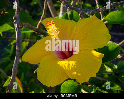 Fiore giallo Foto Stock