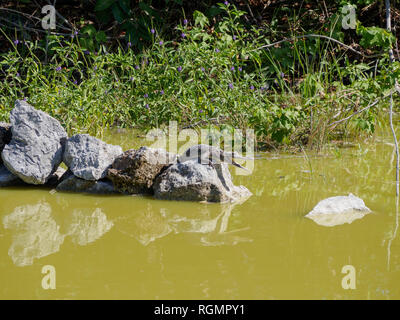 Coccodrillo del bambino Foto Stock