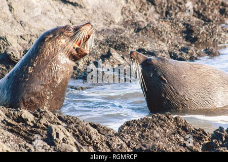 Una coppia di Nuova Zelanda le foche, meridionale le foche o a becco lungo le guarnizioni di pelliccia, Arctocephalus forsteri,nell'rocky waters a Cape Palliser. Foto Stock