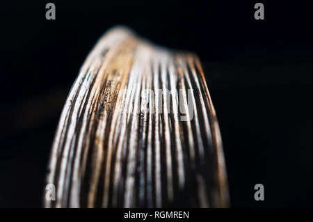 Immagine macro di un essiccato, ritorto e sbiadite lama giallo di erba isolati su sfondo nero. Elegante e di classe, Autunno Autunno di colori, di luce e di ombra Foto Stock