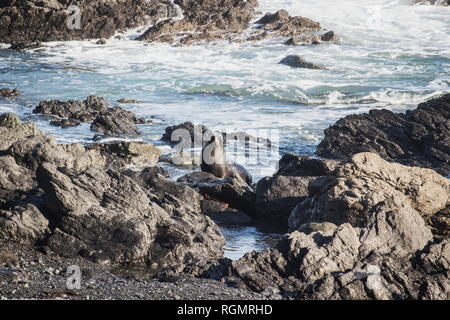 Una nuova zelanda pelliccia sigillo, sud della pelliccia sigillo o a becco lungo la guarnizione in pelliccia Arctocephalus forsteri a Cape Palliser. Foto Stock