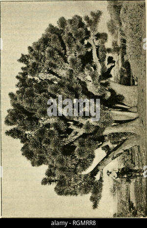 . Bulletin du Musum national d'histoire Naturelle. Storia naturale. - 11/J. Si prega di notare che queste immagini vengono estratte dalla pagina sottoposta a scansione di immagini che possono essere state migliorate digitalmente per la leggibilità - Colorazione e aspetto di queste illustrazioni potrebbero non perfettamente assomigliano al lavoro originale. Musum national d'histoire Naturelle (Francia). Paris : Imprimerie nationale Foto Stock