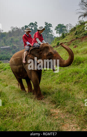 Thailandia Chiang Mai provincia, Ran Tong elefante santuario, trekking elefante Foto Stock